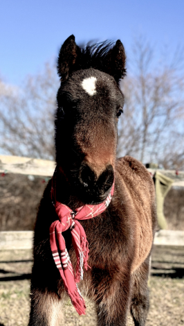 HorseID: 2265017 Blackshadow Lunar Eclipse - PhotoID: 1056462