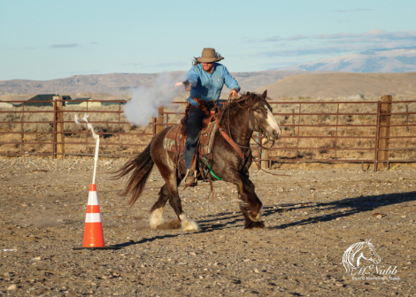 HorseID: 2265021 Silver Agave of Sky Horse - PhotoID: 1034262