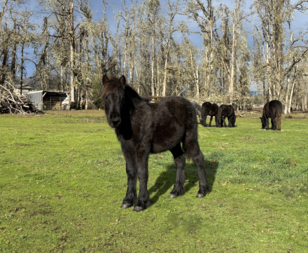 HorseID: 2267272 Fiddlehead Colts - PhotoID: 1037262