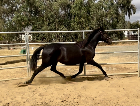 HorseID: 2268200 Grace - PhotoID: 1084909