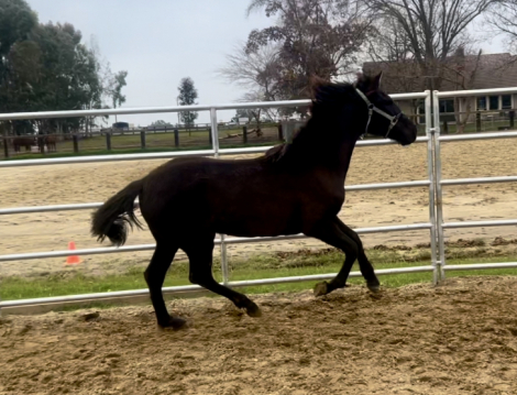 HorseID: 2268200 Grace - PhotoID: 1084911