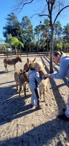 HorseID: 2270228 Cuddleable Family Pets Mini Donkey Pony Goat - PhotoID: 1061116