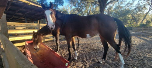 HorseID: 2270228 Cuddleable Family Pets Mini Donkey Pony Goat - PhotoID: 1061119