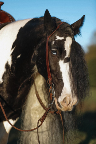 HorseID: 2271745 Dungarvan Fergus - PhotoID: 1062969