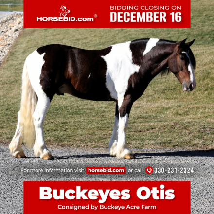 HorseID: 2271746 BUCKEYES OTIS - PhotoID: 1043303