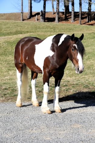 HorseID: 2271746 BUCKEYES OTIS - PhotoID: 1043304