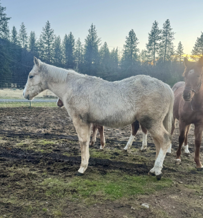 HorseID: 2271892 Reygans Golden Boy AQHA pending REDUCED PRICE - PhotoID: 1063644