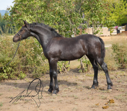 HorseID: 2273146 Amerentske Ayrshire Stb - PhotoID: 1064093