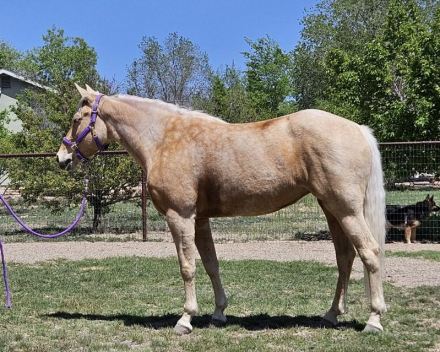 HorseID: 2273372 Romeo's Sweet Juliette - PhotoID: 1045456