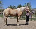 HorseID: 2273372 Romeo's Sweet Juliette - PhotoID: 1045457