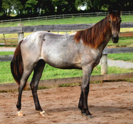 HorseID: 2273564 Legacy's Diesel McCurdy - PhotoID: 1063602