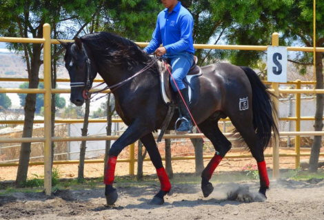 HorseID: 2275249 Coloso RC - PhotoID: 1063733