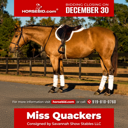 HorseID: 2275754 Miss Quackers - PhotoID: 1048799