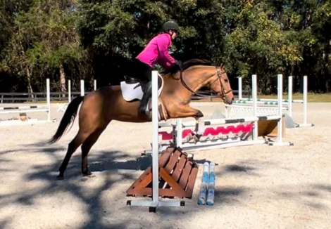 HorseID: 2275754 Miss Quackers - PhotoID: 1048802