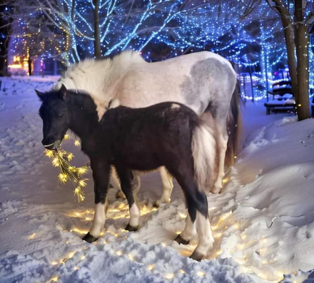 HorseID: 2280037 AMHA AMHR Blk & wht  Pinto TINY show weanling colt - PhotoID: 1054500