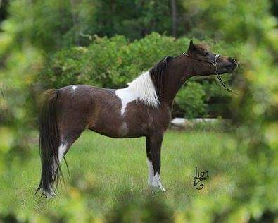 HorseID: 2280037 AMHA AMHR Blk & wht  Pinto TINY show weanling colt - PhotoID: 1054502