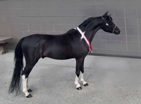 HorseID: 2280037 AMHA AMHR Blk & wht  Pinto TINY show weanling colt - PhotoID: 1054503