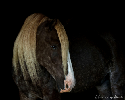 HorseID: 2280903 SER Dreamin of Silver - PhotoID: 1055697