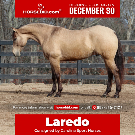 HorseID: 2280904 Laredo - PhotoID: 1055716