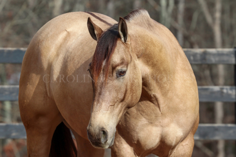 HorseID: 2280904 Laredo - PhotoID: 1055717