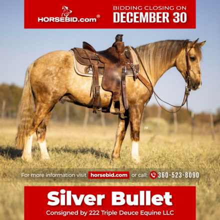 HorseID: 2280905 SILVER BULLET - PhotoID: 1055692