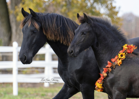 HorseID: 2281163 Zahara of Majestic Friesians - PhotoID: 1063863