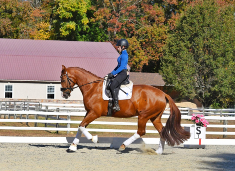 HorseID: 2281366 Peek a Boo - PhotoID: 1056300