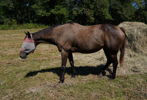 HorseID: 2281697 Bellamy Cat - PhotoID: 1056599