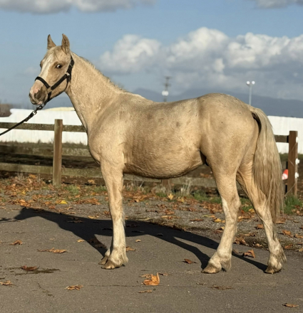 HorseID: 2282987 The Generals Rubber Ducky - PhotoID: 1090143