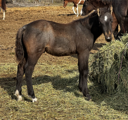 HorseID: 2282992 Blue Moon Boy - PhotoID: 1060820