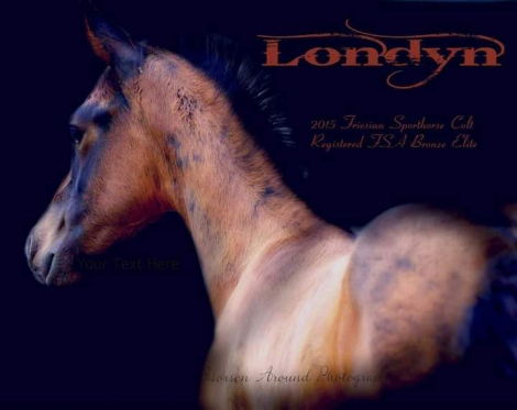 HorseID: 2284629 Londyn's Dark Knight - PhotoID: 1064178