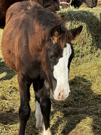 HorseID: 2284765 The Generals Black Pearl - PhotoID: 1063633