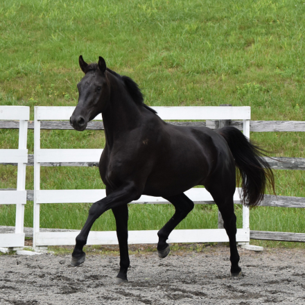 HorseID: 2284824 Rhapsody Noctis-DCSH - PhotoID: 1060966