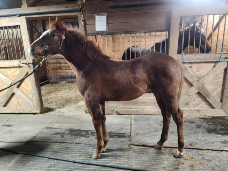 HorseID: 2285241 Frost Covered Clover, Irish Sport Horse Stud Colt - PhotoID: 1061532