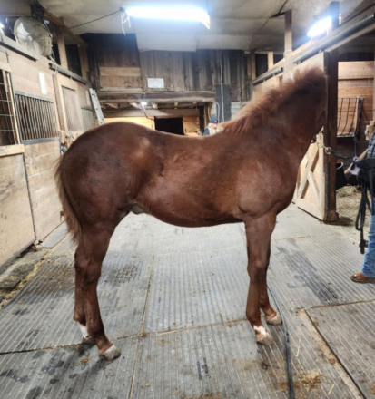 HorseID: 2285241 Frost Covered Clover, Irish Sport Horse Stud Colt - PhotoID: 1061533