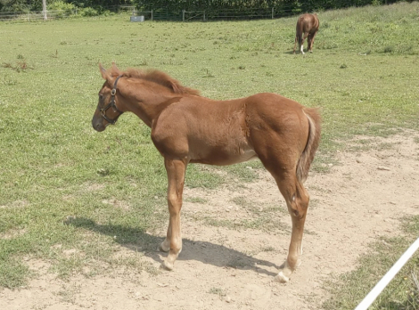 HorseID: 2285241 Frost Covered Clover, Irish Sport Horse Stud Colt - PhotoID: 1061534