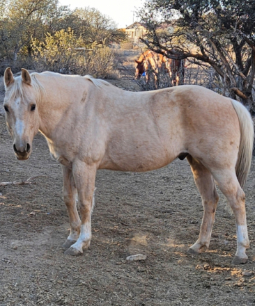 HorseID: 2285766 Willie Smart Lynx - PhotoID: 1062304