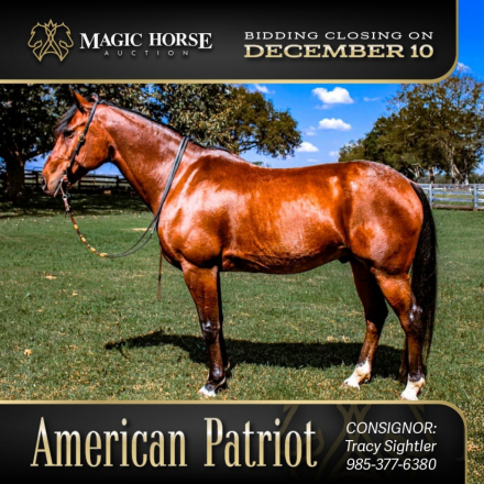 HorseID: 2285800 American Patriot - PhotoID: 1062401