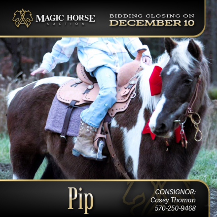 HorseID: 2285845 Pip* - PhotoID: 1062458