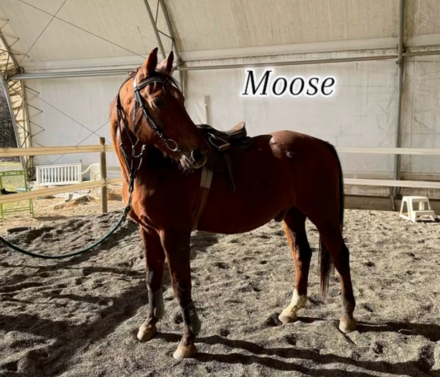 HorseID: 2286087 Moose - PhotoID: 1062752