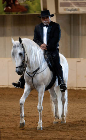 Bora De Je, Grey Paso Fino Gelding, Champion Paso Fino For Sale in ...