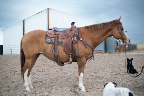 HorseID: 2286287 Frost Flash Lady - PhotoID: 1063458