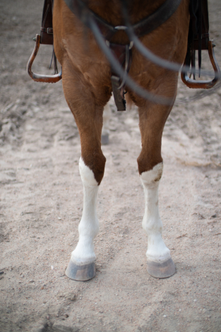 HorseID: 2286287 Frost Flash Lady - PhotoID: 1063460