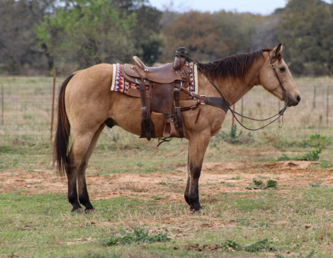 HorseID: 2286406 Gunsmoke SCC - PhotoID: 1063234