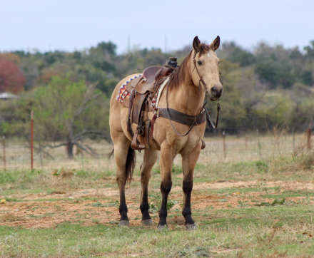 HorseID: 2286406 Gunsmoke SCC - PhotoID: 1063235