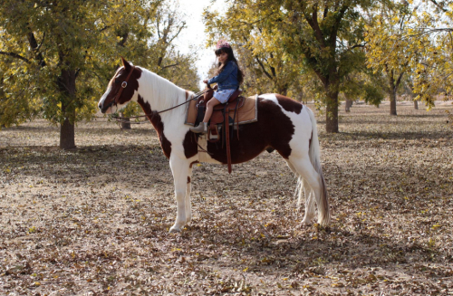 HorseID: 2286407 Pinto Beans LL - PhotoID: 1063240