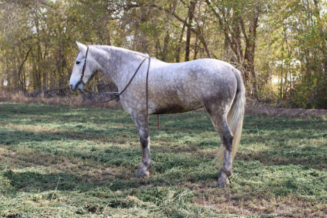 HorseID: 2286409 Thunder LL - PhotoID: 1063251