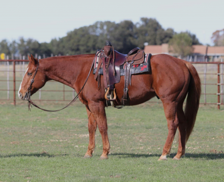 HorseID: 2286410 Genuine Dry Azure MH - PhotoID: 1063232