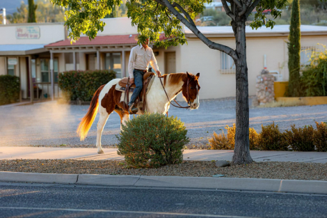 HorseID: 2286411 Garfield DC - PhotoID: 1063228