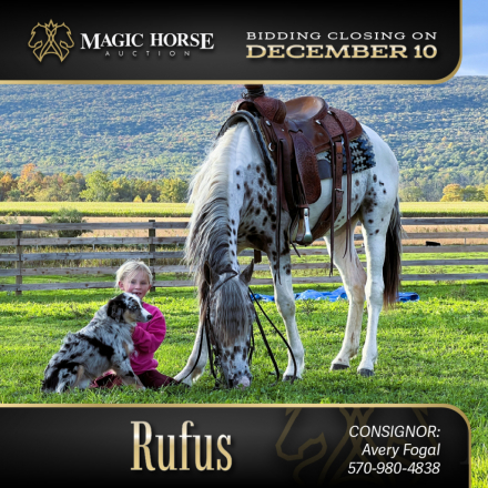 HorseID: 2286433 Rufus* - PhotoID: 1063199